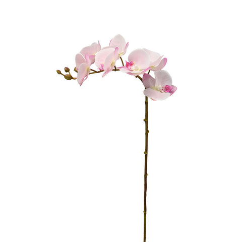 Mini orchid flowers