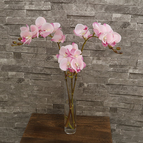 Orchid flower stem
