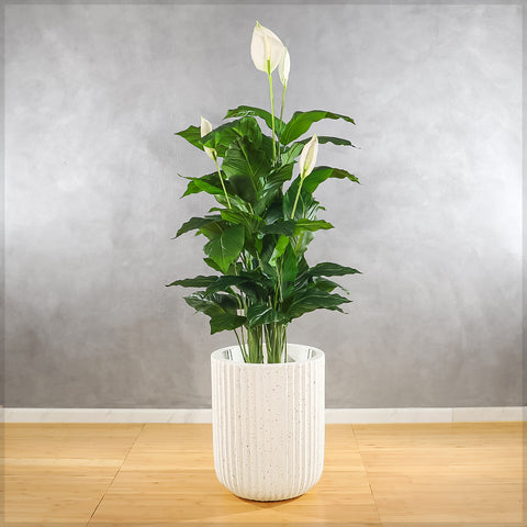Textured Ribbed Planter Pots