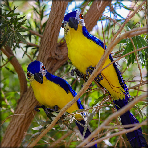 Garden parrot