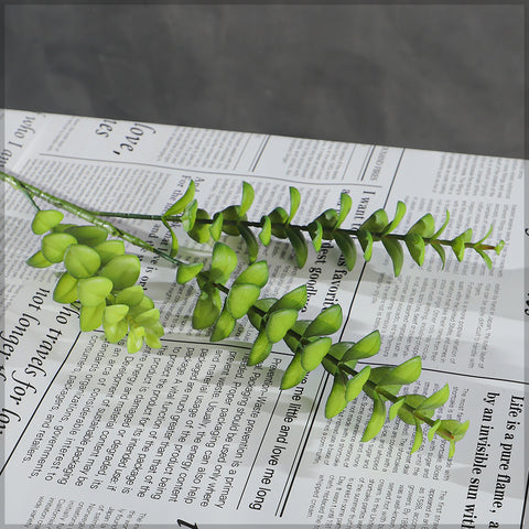 Eucalyptus bush