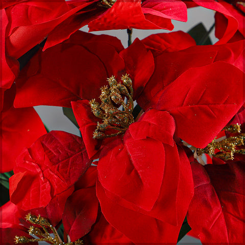 5Heads Red Christmas Flower