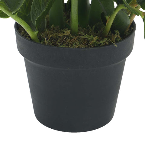 zamioculcas indoor plant