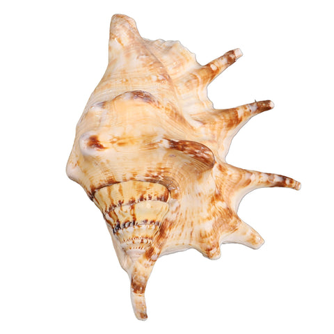 Seven lobed conch shell