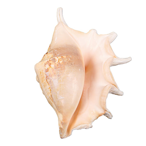 Sacred conch shell