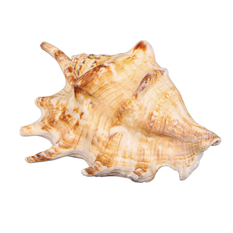 Natural 7 Fingers Conch Shell