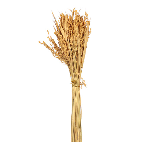 natural dried wheat stalks