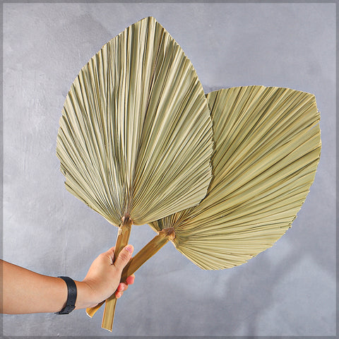 Natural Dried Palm Leaf Single Stem