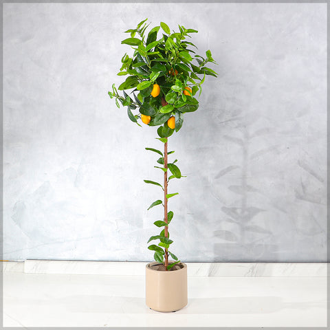Faux Potted Lemon Plant(with black nursery pot)