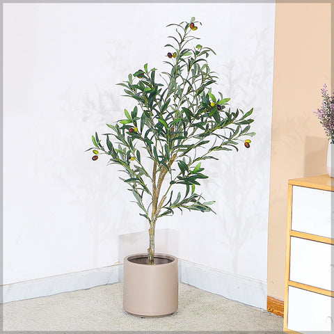 Olive plant in pot