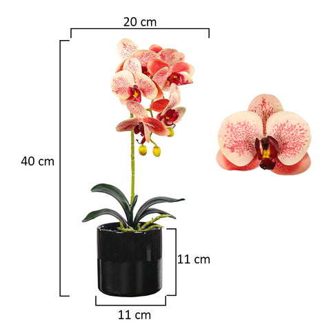 Potted orchids decor