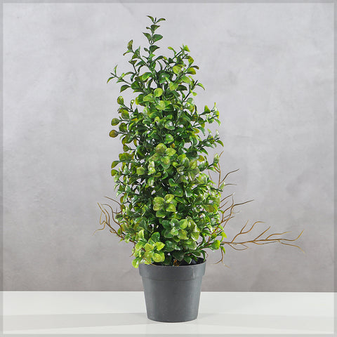 Potted Mini Bonsai Plant
