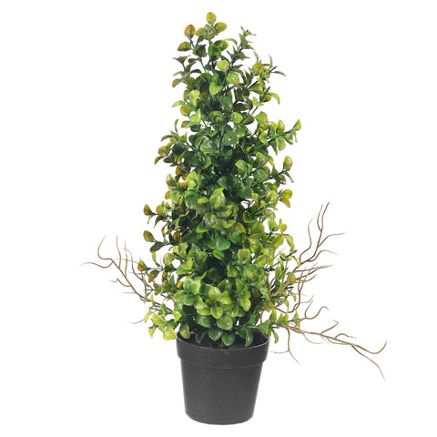 Potted Mini Bonsai Plant