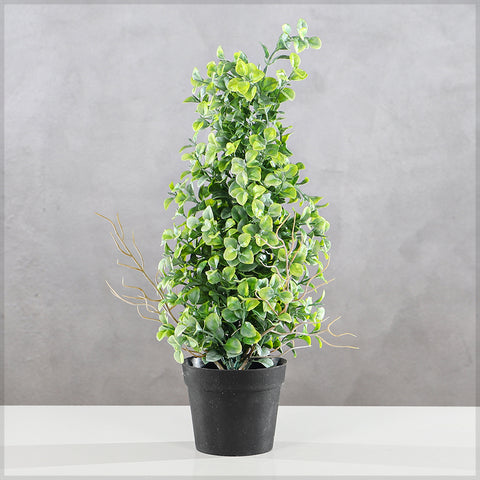 Potted Mini Bonsai Plant