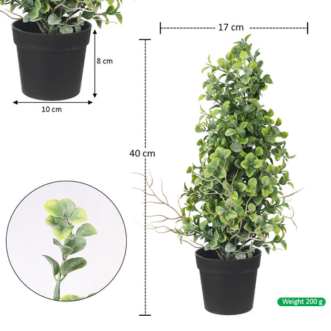 Potted Mini Bonsai Plant