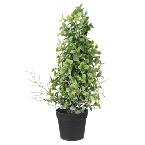 Potted Mini Bonsai Plant