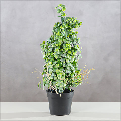 eucalyptus bonsai