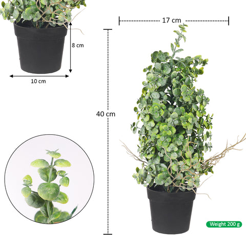 bonsai plant