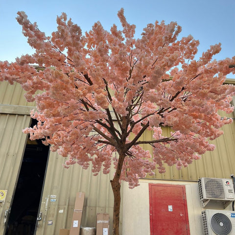 Blossoming Beauty: Urban Sakura