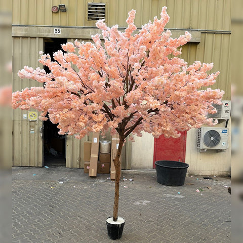 Blossoming Beauty: Urban Sakura