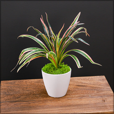 Chlorophytum stem