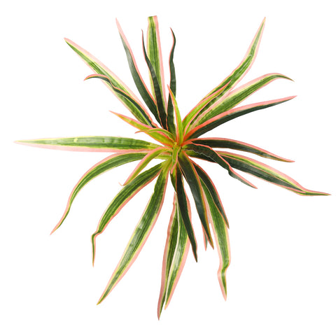 Decorative chlorophytum