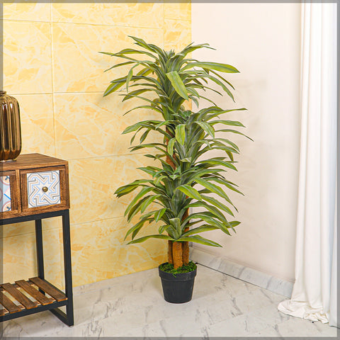 dracaena foliage
