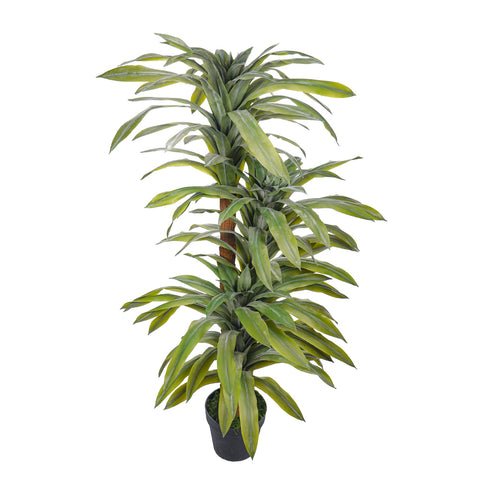 lemon lime plant