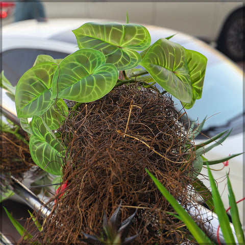 Dried rattan bundles