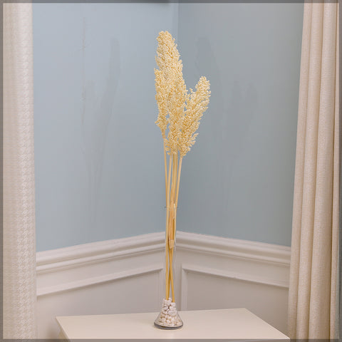 Sorghum flower bunch dried