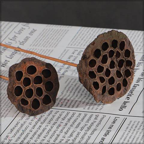 preserved lotus pods