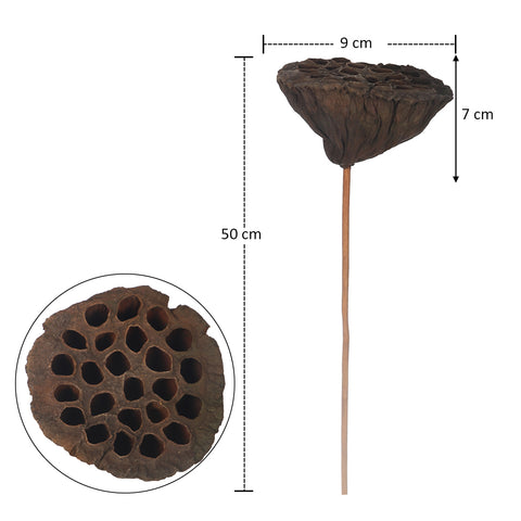 dried lotus pods