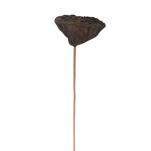 natural preserved lotus pods