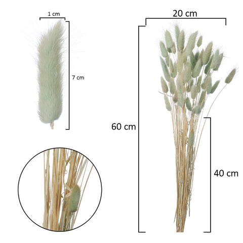 Preserved Dried Bunny Tail(without vase)