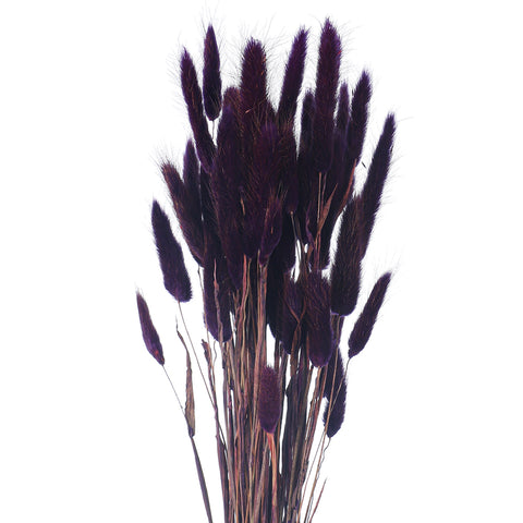 Natural Dried Flowers for Vases