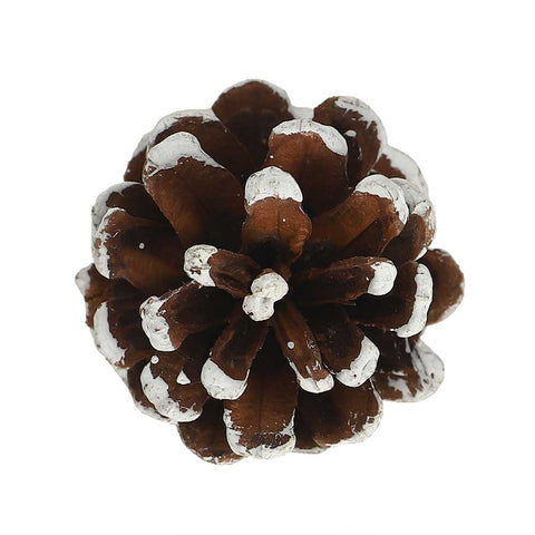 Dried pine cones for decor