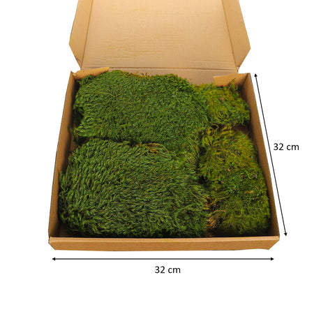 dried moss decor