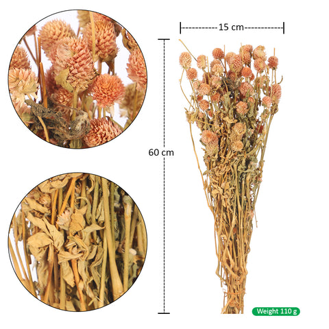 Preserved Dried Gomphrena