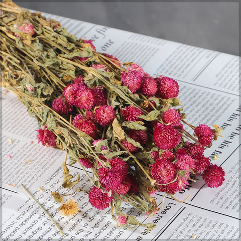 Natural gomphrena bunch