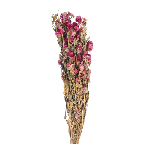Preserved dried gomphrena
