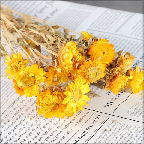 real dried daisy flowers
