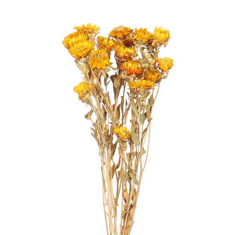 natural dried daisy flowers for crafts
