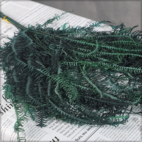 preserved fern foliage