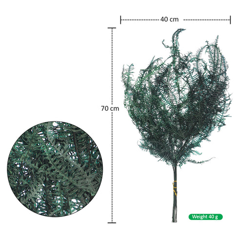 dried fern leaves