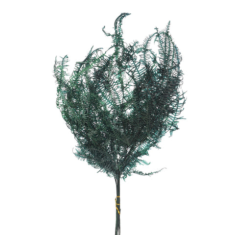natural preserved dried fern leaves