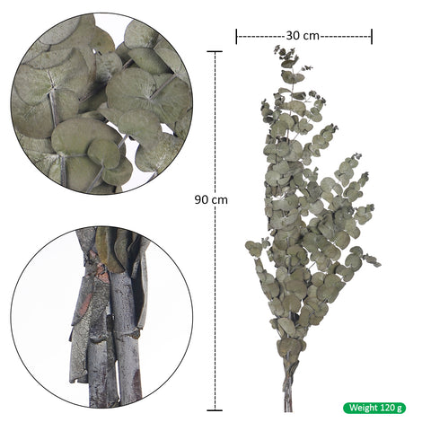 Dried eucalyptus stems