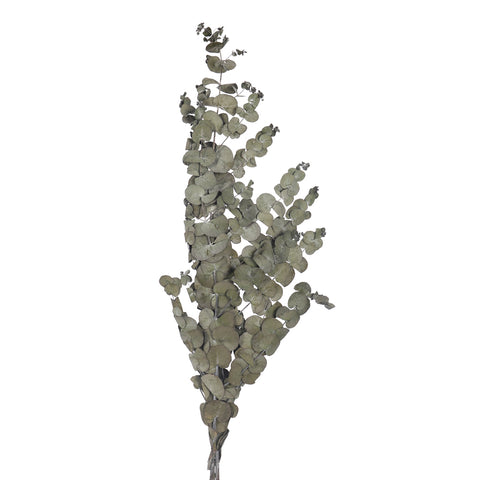 Preserved eucalyptus branches