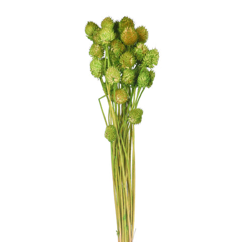 Preserved Dried Bunch of Globe Amaranth