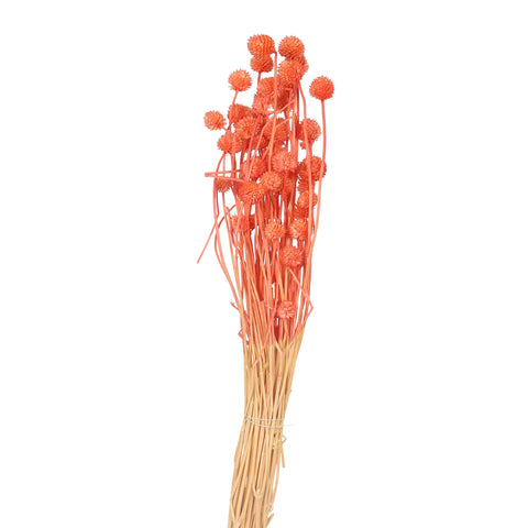 Preserved Dried Bunch of Globe Amaranth