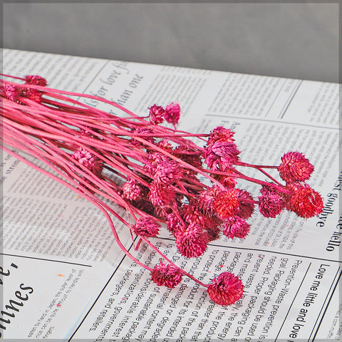 Preserved Dried Bunch of Globe Amaranth